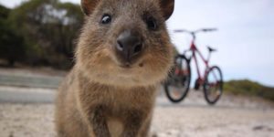 rottnest-island-things -to-do-perth