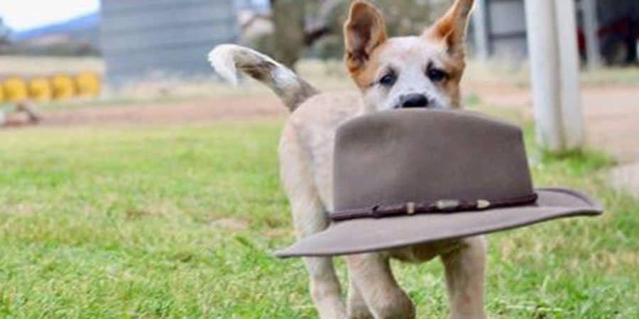 Akubra Traveller Hat Eagle Wools Perth Fremantle