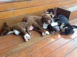 Ugg Boots Perth Ugg Boots Perth